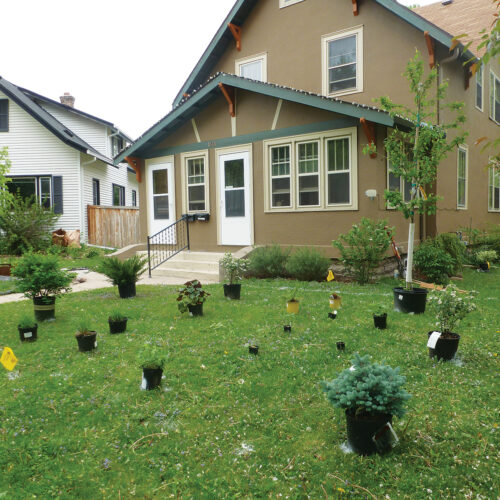 Lawns to Legumes: Protecting Pollinators in Minnesota